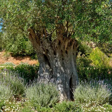 Murtera Sant Joan De Labritja
